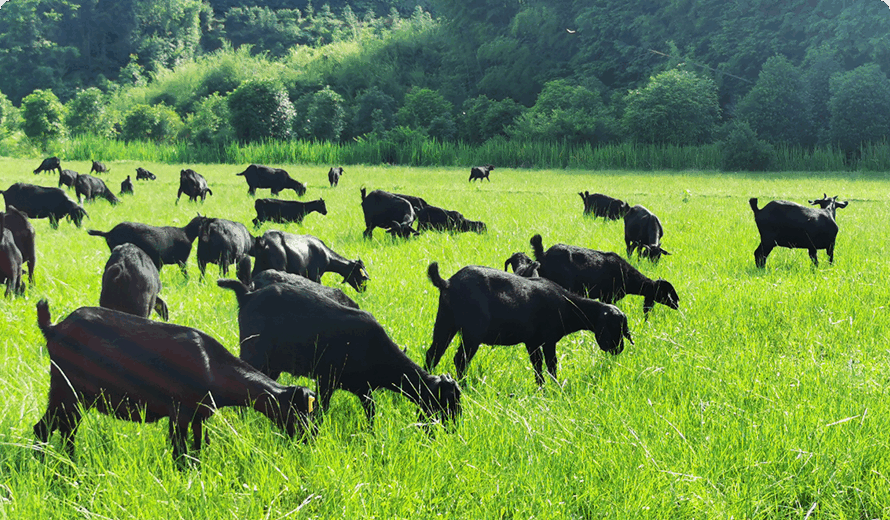某县城黑山羊智慧养殖场项目3